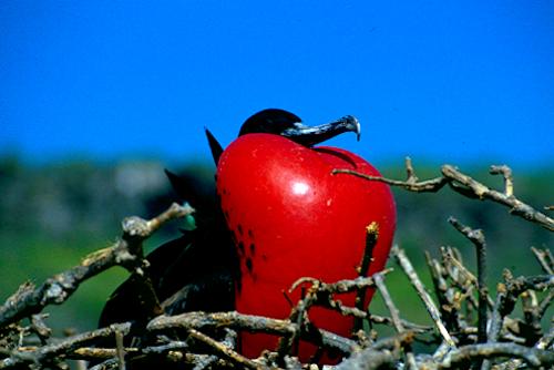 frigate bird